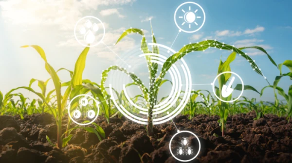 5 Aminolevulinic Acid HCL apply in Agricultural 5 Aminolevulinic Acid HCL apply in Agricultural