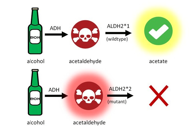 DHM for Alcohol metabolism DHM for Alcohol metabolism